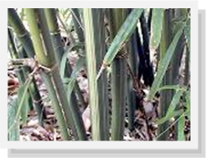 groveland bamboo