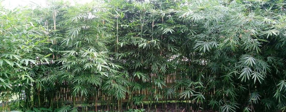 bamboo clermont fl