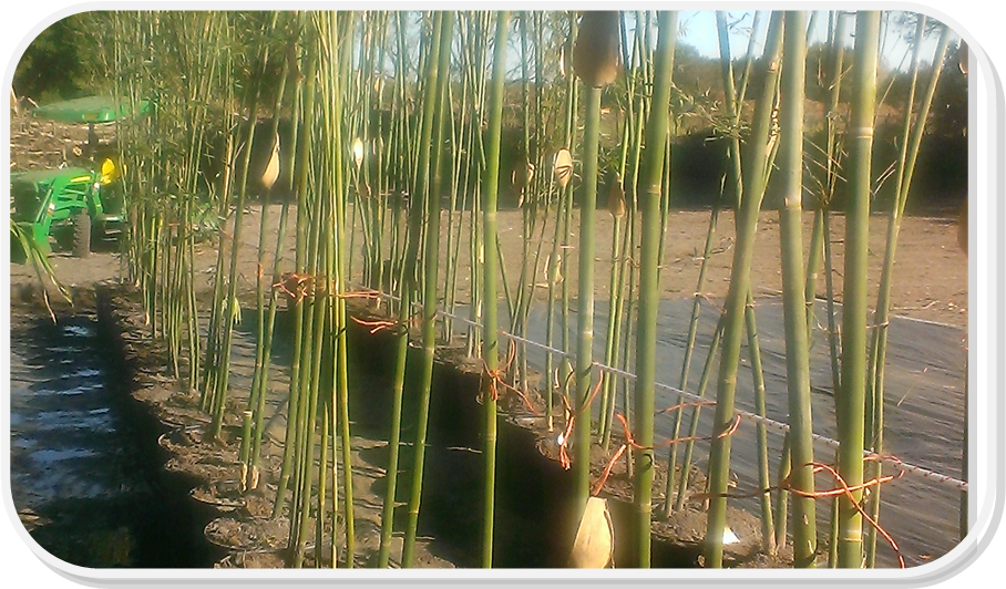 clermont graceful bamboo